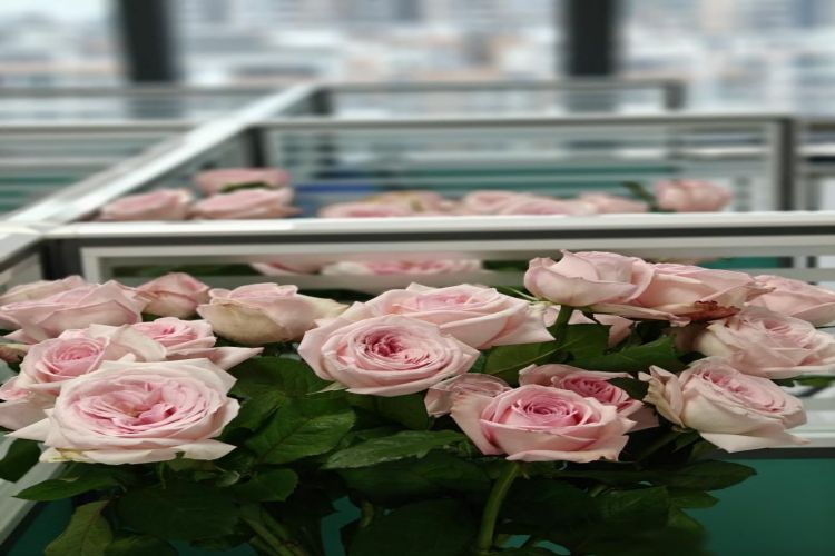 东莞比较热门的高考复读冲刺班有哪些